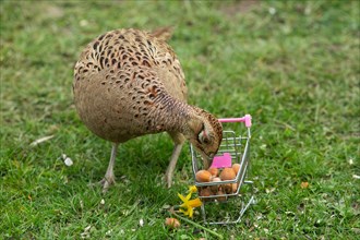 Female pheasant standing next to shopping trolley with nuts in green grass looking down from front
