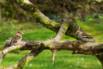 Hawfinch male and female standing on branch facing each other
