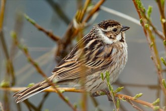 Reed bunting female sitting on branch looking right