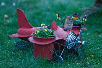 Wood mouse on aeroplane with flower pots standing in green grass looking from the front right