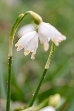 Spring snowflake (Leucojum vernum), close-up of flower from the side with dewdrops, Velbert,