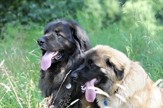 Leonberger dogs, Two big dogs sit together in the grass and look interactive, Leonberger dog,