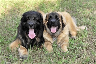 Leonberger dogs, Two Leonberger dogs sitting close to each other on a meadow, Leonberger dog,