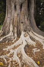 Close-up of long Ficus elastica, Rubber Plant tree roots and trunk in summer, Seville, Spain,