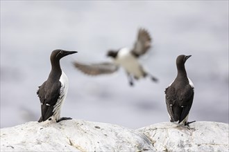 Common guillemot (Uria aalge), adult birds on rock and in flight, Hornoya Island, Vardo, Varanger,