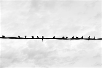 Swallows gather on power line, flock of birds, migratory birds, monochrome, Lake Kerkini, Lake