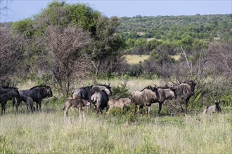 Blue wildebeest (Connochaetes taurinus), Mziki Private Game Reserve, North West Province, South