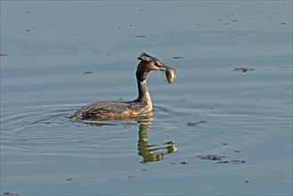 Great crested grebe adult bird with fish in beak swimming in water with mirror image on the right