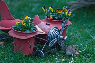 Wood mouse with nut in mouth next to aeroplane with flower pots standing in green grass looking