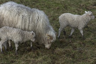 Horned moorland sheep (Ovis aries) with their lambs on the pasture, Mecklenburg-Western Pomerania,