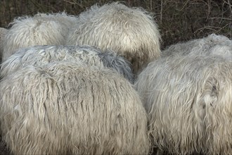 Detail of the skins of horned moorland sheep (Ovis aries) on pasture, Mecklenburg-Western