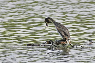 Great crested grebe (Podiceps cristatus), courtship display