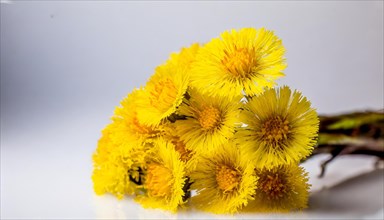 Macro photograph of a bunch of coltsfoot flowers in a vase with a fine play of light, medicinal