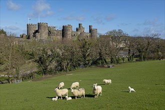 Sheep, lambs, castle, Conwy, Wales, Great Britain