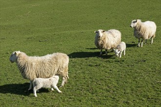 Sheep, lambs, suckling, Conwy, Wales, Great Britain