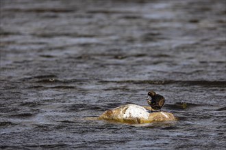 Tufted Duck (Aythya fuligula), adult female grooming on a stone in the water, Vadso, Varanger,