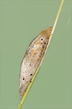 Drinker moth (Euthrix potatoria), cocoon, North Rhine-Westphalia, Germany, Europe