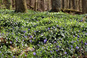 Lesser periwinkle (Vinca minor) forming a carpet of flowers in early spring in the forest of the
