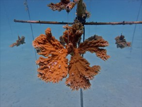 Coral culture. Magnificently grown specimen of elkhorn coral (Acropora palmata) on the rack, ready