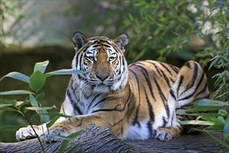Siberian tiger relaxing on a tree trunk, Siberian tiger, Amur tiger, (Phantera tigris altaica),