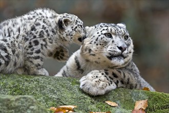 An adult snow leopard and a young on a rocky outcrop, Snow leopard, (Uncia uncia), young