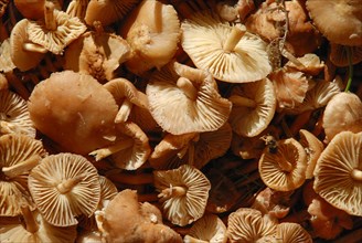 A close-up of a group of brown mushrooms showing gills and natural textures