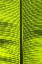 Banana leaf (Musaceae) backlit in the Parc Floral et Tropical de la Court d'Aron, Saint Cyr en
