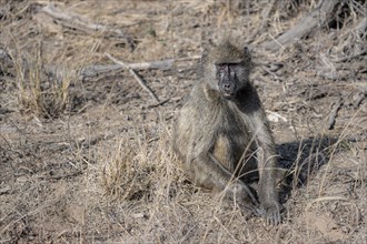 Chacma baboon (Papio ursinus), foraging for food, Kruger National Park, South Africa, Africa
