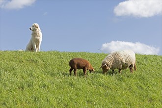 Shepherd dog guarding sheep, shepherd dog, lamb, Elbe dyke near Bleckede, Lower Saxony, Germany,