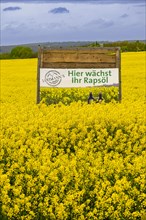 Sign with inscription Hier waechst Ihr Rapsoel in einem Rapsfeld, Field with rape (Brassica napus),