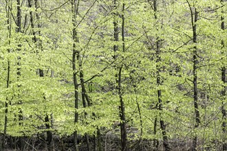 Young copper beeches (Fagus sylvatica), freshly sprouting leaves, Emsland, Lower Saxony, Germany,