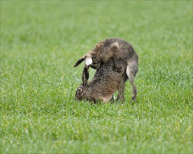 European hare (Lepus europaeus), mating, copula on a grain field, after mating the female hare