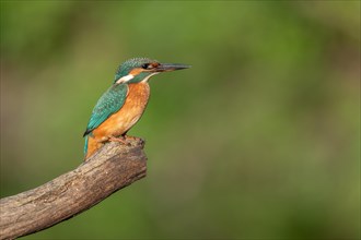 Common kingfisher (Alcedo atthis) sitting on a branch. Bas-Rhin, Alsace, Grand Est, France, Europe