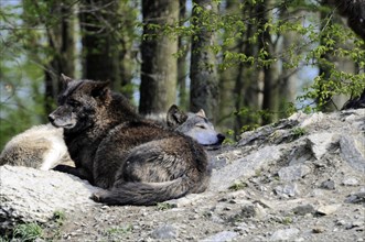 Mackenzie valley wolf (Canis lupus occidentalis), Captive, Germany, Europe, Two sleeping wolves