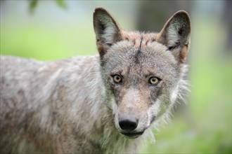 European gray wolf (Canis lupus lupus), portrait, captive, Germany, Europe