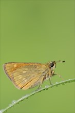 Rusty-coloured Fritillary (Ochlodes sylvanus, Augiades sylvanus), North Rhine-Westphalia, Germany,