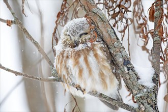 Northern saw-whet owl (Aegolius acadicus), perched on a tree after a snowfall, forest of