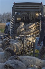 Shepherd loading blackface domestic sheep (Ovis gmelini aries) into a double-decker livestock