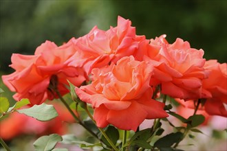Garden rose or rose 'Salzajubilaeum' (Rosa hybrida), flower, ornamental plant, North