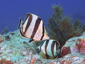Pair of banded butterflyfish (Chaetodon striatus), dive site John Pennekamp Coral Reef State Park,