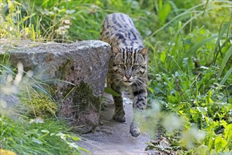Wildcat sneaking out from behind a stone, surrounded by green vegetation, fishing cat (Prionailurus