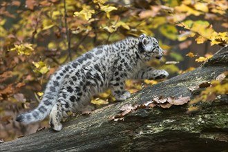 A snow leopard cautiously exploring a tree trunk in the middle of an autumnal forest, snow leopard,