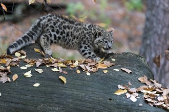 A young snow leopard balancing on a tree trunk surrounded by autumn leaves, snow leopard, (Uncia