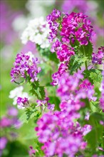 Vivid purple and white flowers with green leaves in daylight, Allertal, Lower Saxony, Germany,