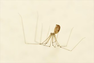 Long-legged cellar spider (Pholcus phalangioides), North Rhine-Westphalia, Germany, Europe