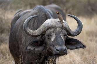 African buffalo (Syncerus caffer caffer) with yellowbill oxpecker (Buphagus africanus), in dry