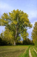 Mighty tree in a meadow in autumn, rural surroundings with dirt road near Ehingen an der Donau,
