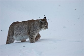 Eurasian lynx (Lynx lynx) in deep snow in the Bavarian Forest open-air enclosure, Bavaria, Germany,