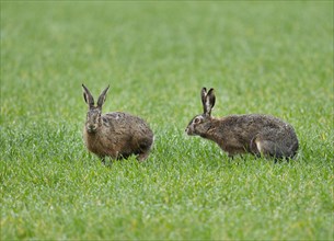 European hares (Lepus europaeus), two hares sitting on a grain field, wildlife, Thuringia, Germany,