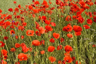 Poppy flowers (Papaver rhoeas), Baden-Wuerttemberg, Bright red poppies dominate this summer